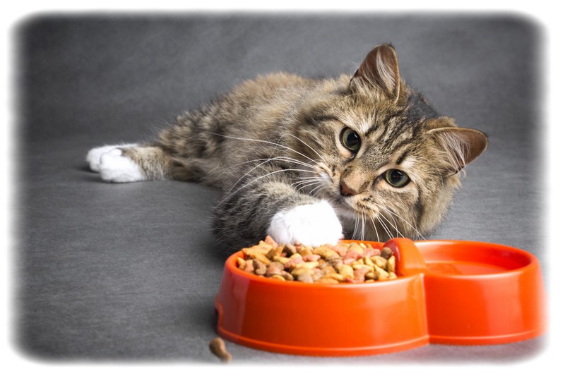 Kediler İçin Dengeli Beslenme