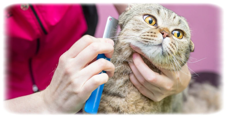 Optimal Kedi Bakımı