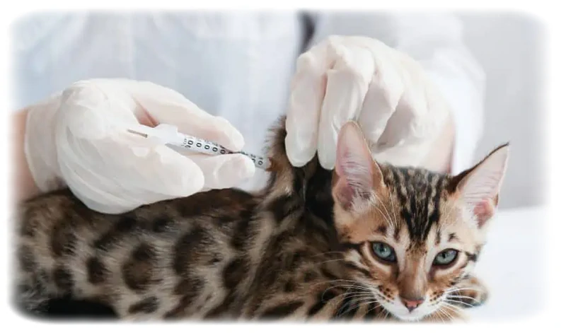 Kedi Sağlık Rehberi